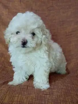 Aprikot poodle betina