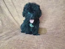 Black poodle jantan bogel