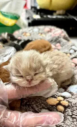 Kitten peaknose