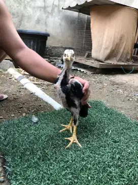 Ayam pakhoy upgrade