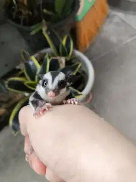 Sugar glider joey white face