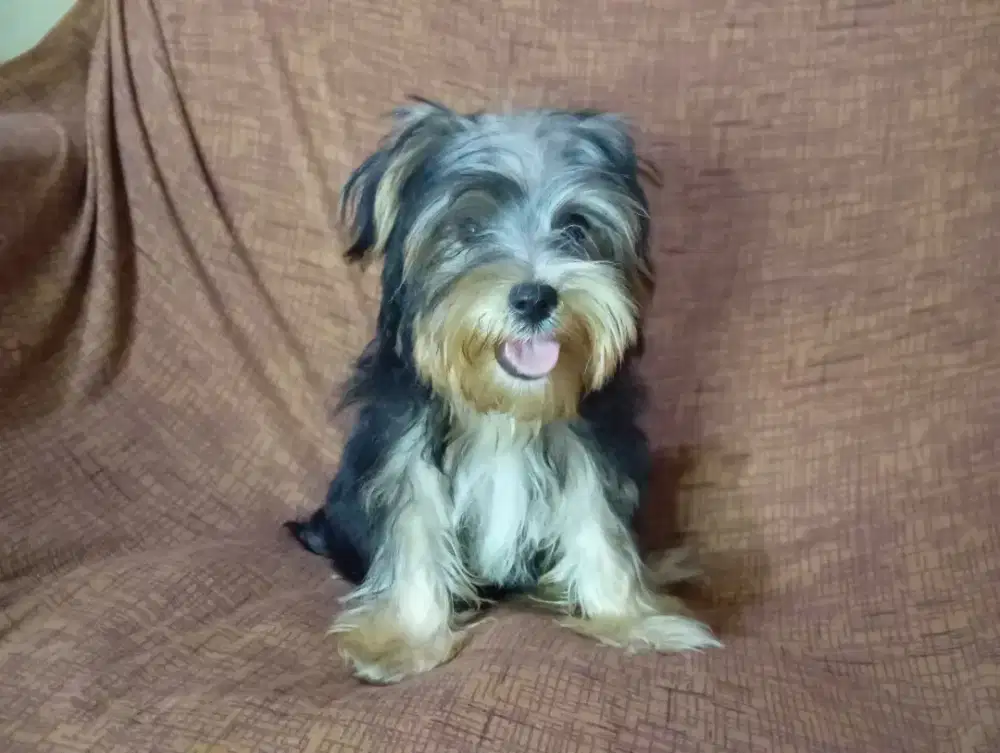 MURAH Yorkie (yorkshire terrier) jantan cebol