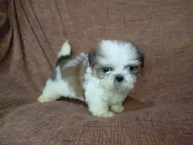 Shitzu jantan bogel