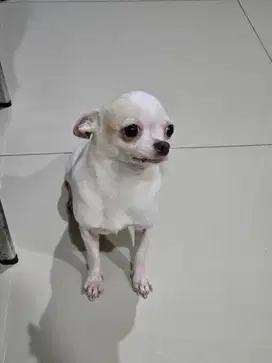 Dibutuhkan ART nginap yg tidak takut anjing