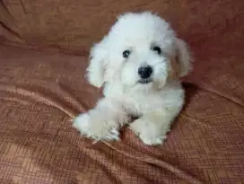 MURAH Poodle jantan putih