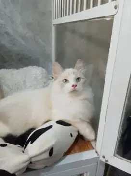 Ragdoll kitten betina 5bln lepas adop