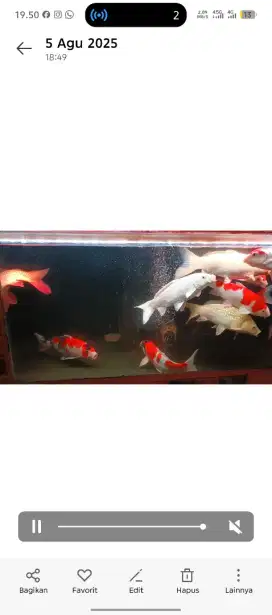 Koi blitar Jumbu Ukuran 40 Up