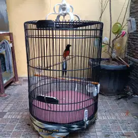 Murai batu gacor
