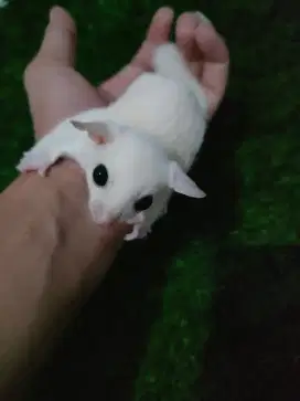 Joey Sugar Glider Leucistik