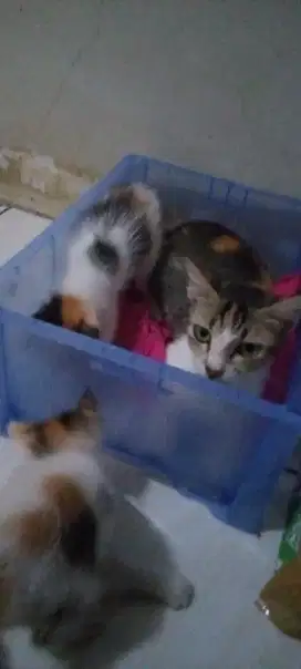 KOREAN BOBTAIL OR JAPAN BOB TAIL CAT