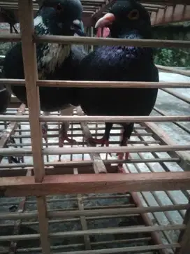 Kondisi sehat,1pasang giring tapi masih kurang fokus betina buka 180