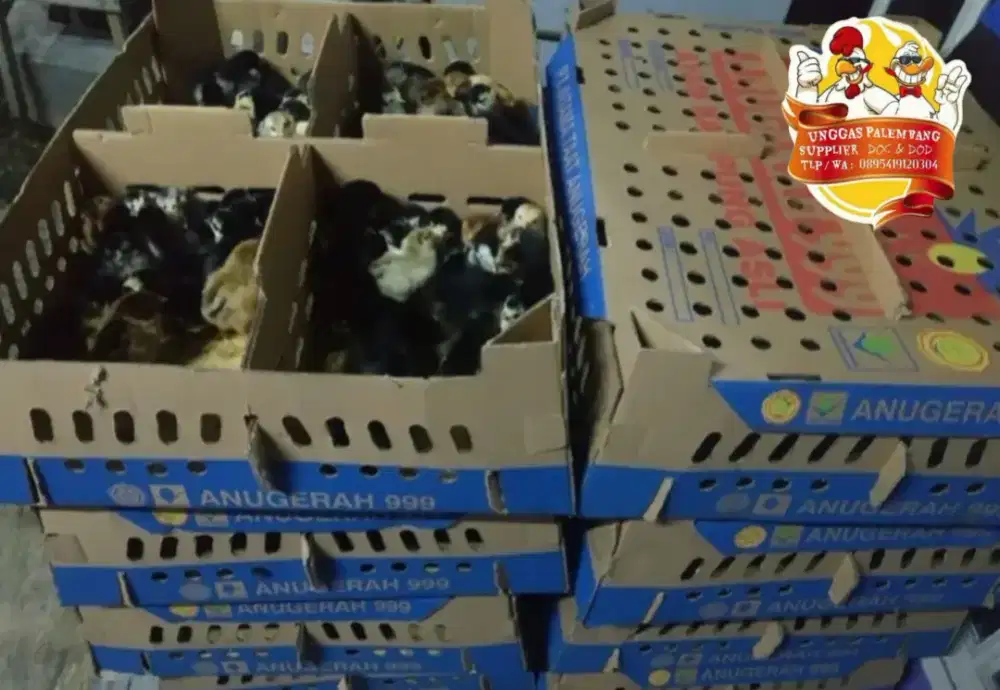 DOC Ayam KUB | Anak Ayam KUB | COD Dalam Kota