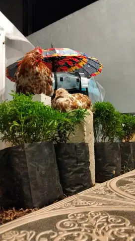 Free adopt ! Bantam Chocin & Silkie