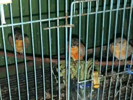 Red Siskin Paud