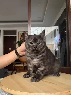 BRITISH SHORTHAIR (BSH) BETINA