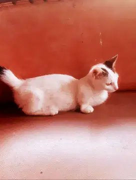 Jual Anak Kucing Munchkin Rughugger Super Cebol Shorthair Kereen !!
