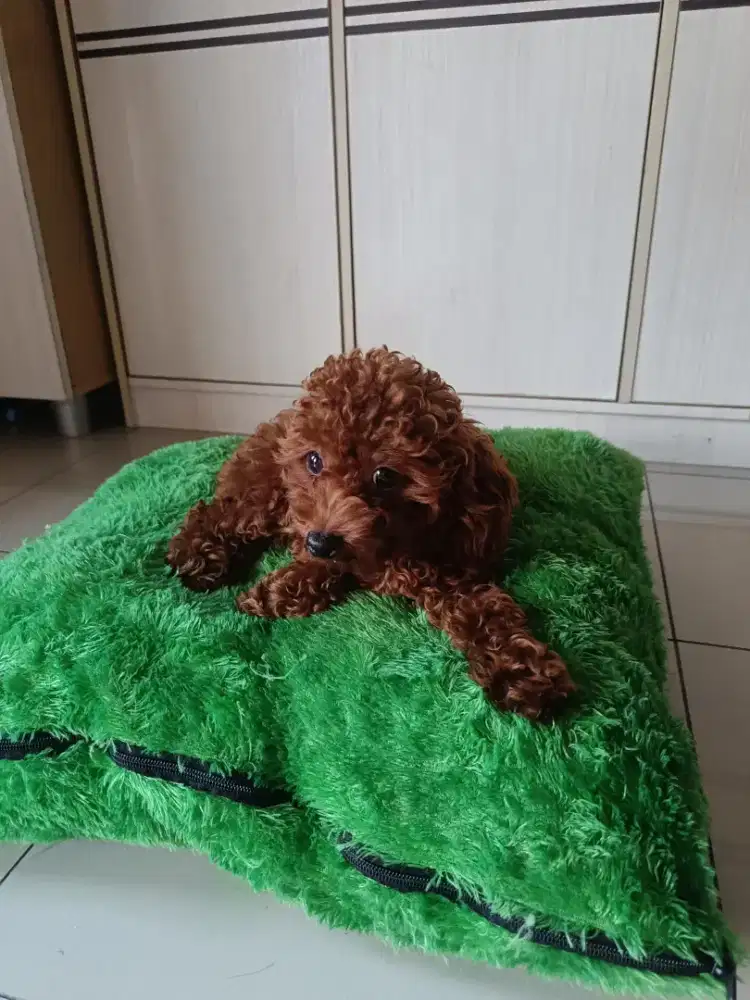 Jual Cepat Red Toy Poodle