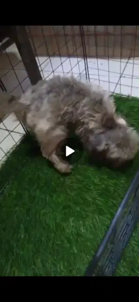 Light silver poodle jantan