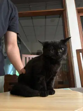 BRITISH SHORTHAIR (BSH) BETINA