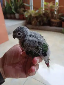 Anakan Small Conure GCC