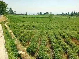 Jual tanah murah cimaung kabupaten bandung