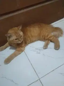 Kucing anggora dewasa
