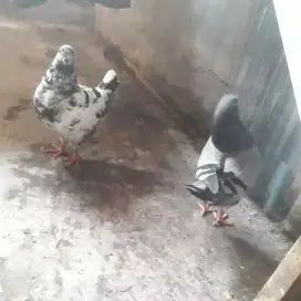 Merpati soking spasang