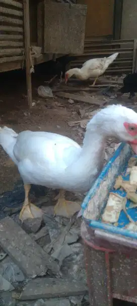 Entok jumbo jantan ada 3 ekor