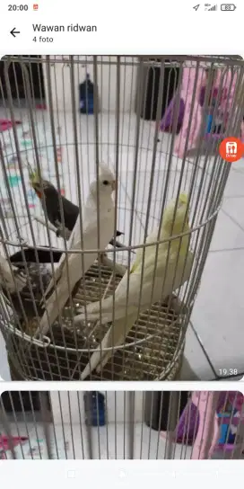 Burung parkit australia