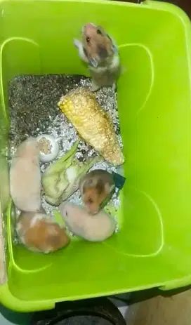 Hamster syirian 1 bln