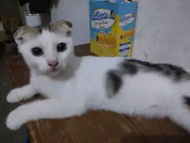 Munchkin NS/TIDAK CEBOL