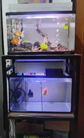 Jual Aquarium 4 buah +isinya banyak bonusnya