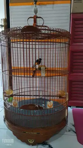 Murai batu trotol