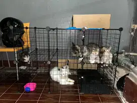 Open adopsi Kitten Persia Medium