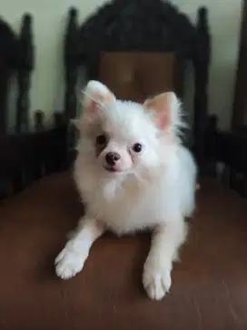 JUAL MINIPOM BETINA