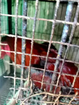 ayam Bangkok  ukuran 7