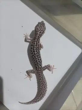 Leopard Gecko Jantan
