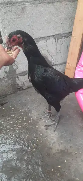 Ayam biang jenis khoyngon
