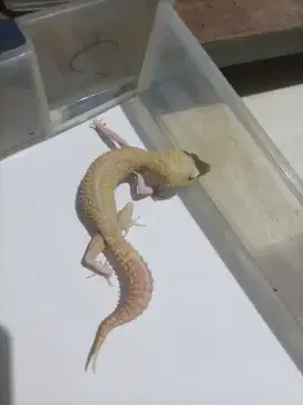 Leopard Gecko Jantan