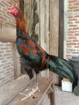 Ayam jantan mangon