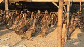 Jual Bebek jantan lokal