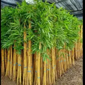 Tanaman bambu kuning panda