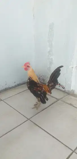 Ayam serama jantan