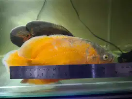Jual Ikan Oscar