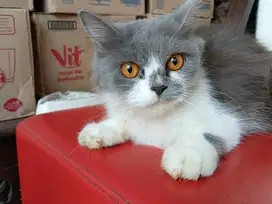 Lepas adopsir kucing betina kitten 4bln