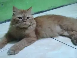 Open adopt 2 ekor kucing Persia jantan&Himalaya free kandang kucing