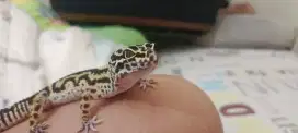 Gecko bold stripe mack snow leopard usia 1thun lebih siap kawin