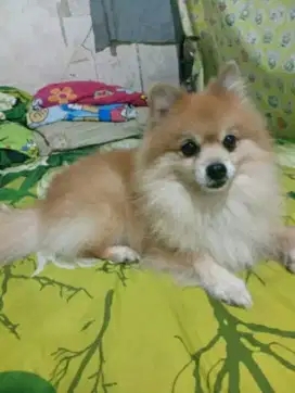 Minipom murah stamboom