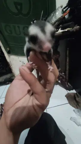 Sugar Glider Grey