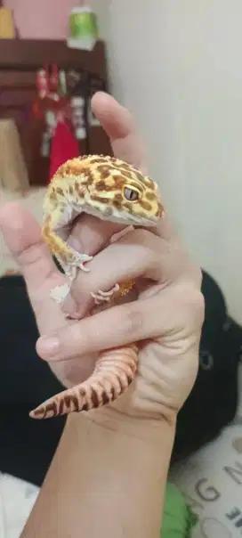 Gecko jantan dewasa 1 tahun lebih siap kawin murah